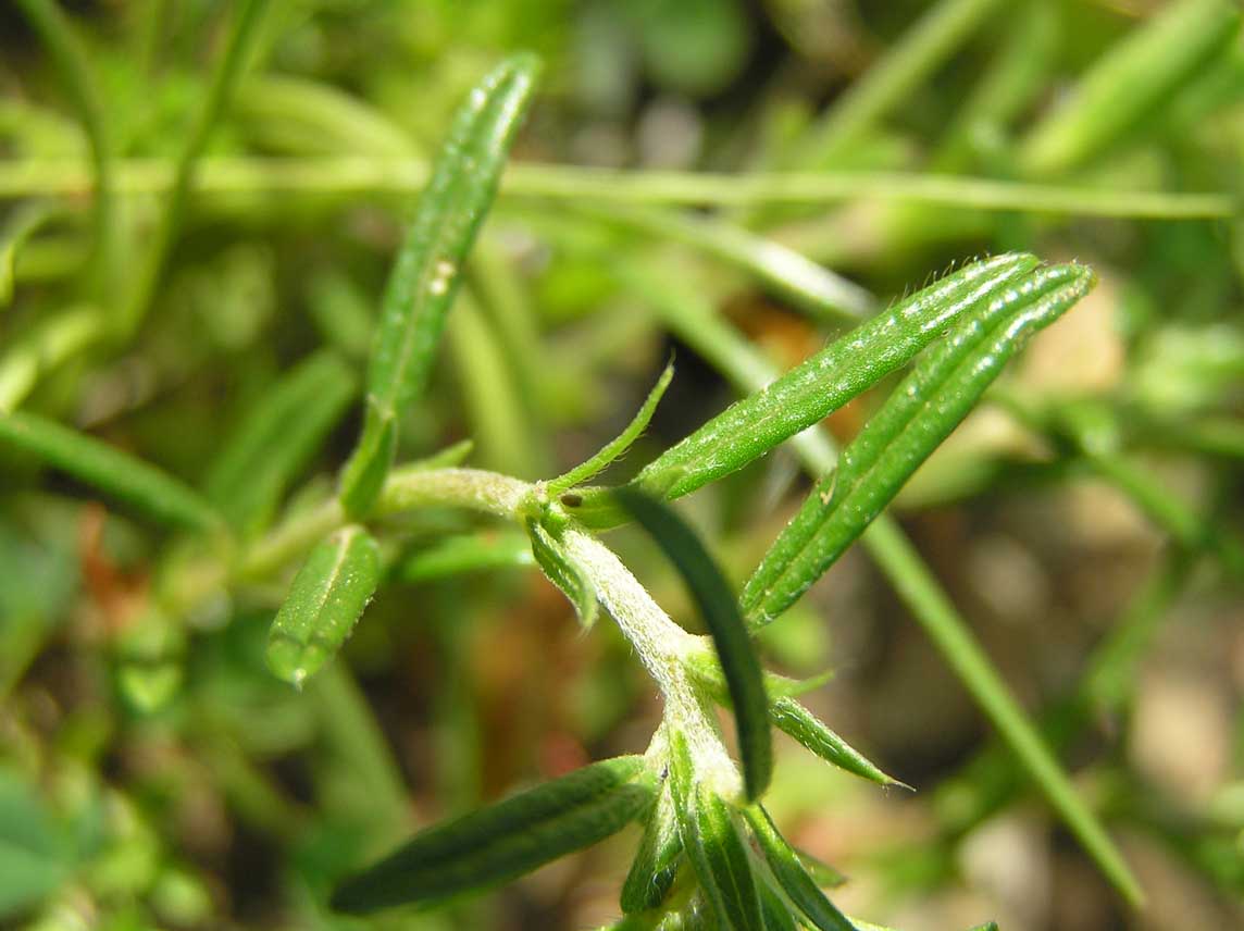 Helianthemum aegyptiacum / Eliantemo egiziano